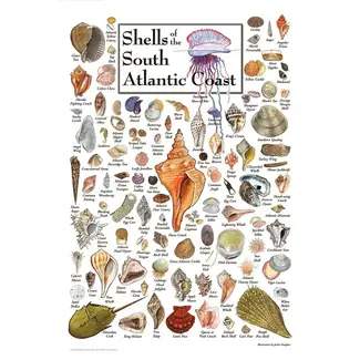 Heritage Puzzles Shells of the South Atlantic Coast Puzzle - 550 pieces