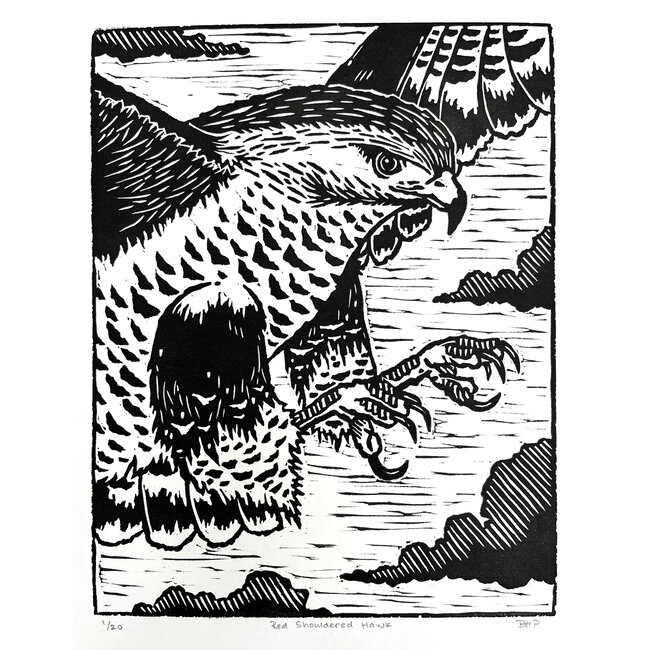 BHP Prints Red Shouldered Hawk Print