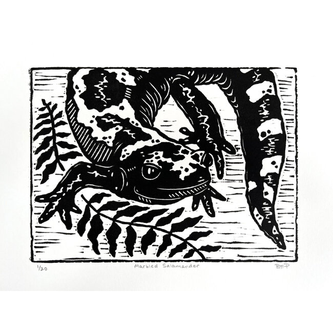 BHP Prints Marbled Salamander Print