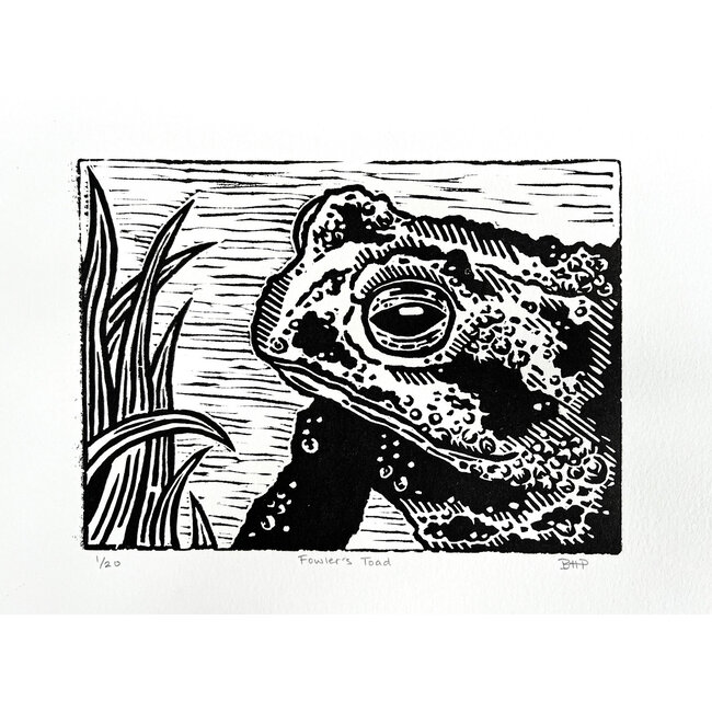 BHP Prints Fowler's Toad Print
