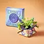Cosmic Seed Kit - Water (Poppy)