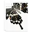 Butterfly Card