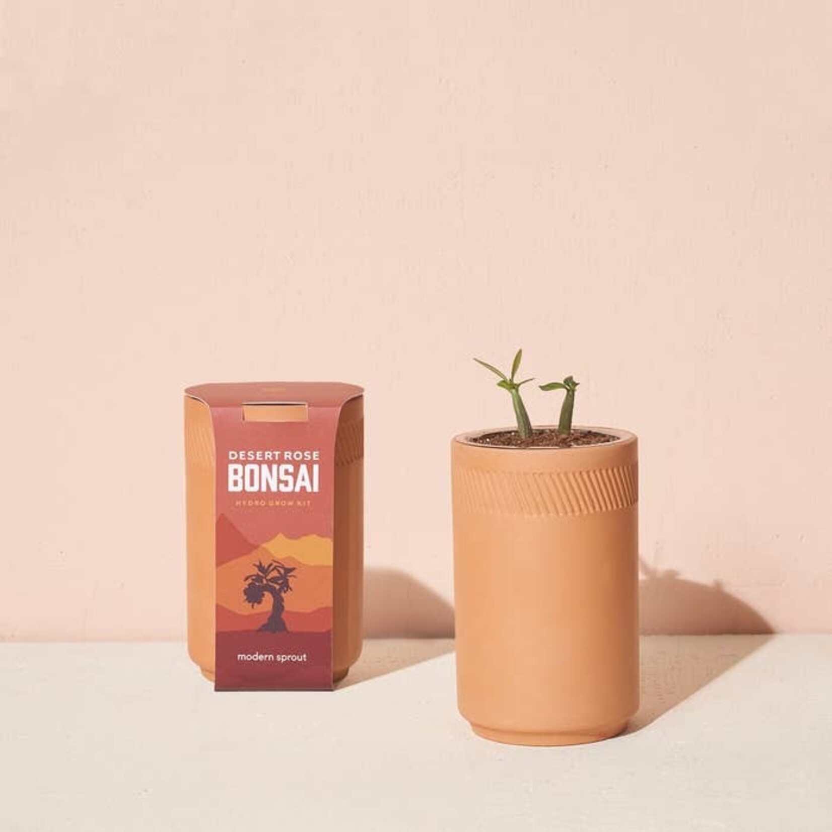 Terracotta Grow Kit - Bonsai