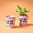 Complimentary Color Grow Kit - You Are My Jam (Strawberry)