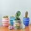 Complimentary Color Grow Kit - Stuck On You (Prickly Pear Cactus)