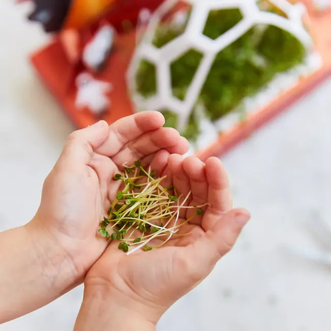 Out of this World - Microgreens Grow Kit