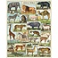 Cavallini Puzzle - Animal World 1000 Piece