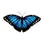 J6R6 Blue Morpho Butterfly 12 Sticker