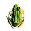 J6R6 Frog Sticker