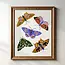 Tara Reed Primary Pop Moths Art Prints 8x10