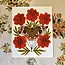 Needlebone Buckeye Print 8x10
