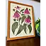 Needlebone Coneflower Print 11x14