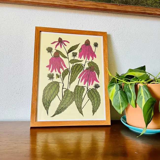 Needlebone Coneflower Print 11x14