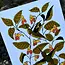 Needlebone Jewelweed Print 11x14