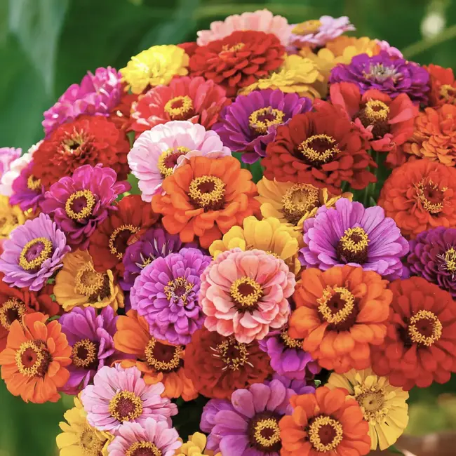 Sow the Magic Tarot Garden + Gift Seed Packet - Illumination Zinnia