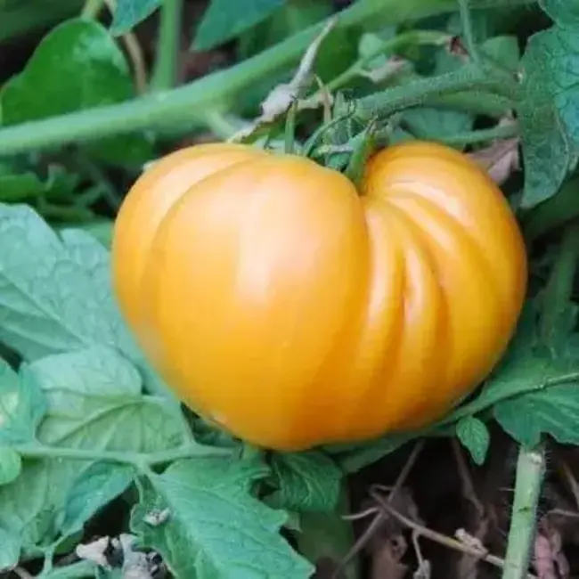 Sow the Magic Tarot Garden + Gift Seed Packet - Dr Wyche's Yellow Tomato