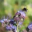 Sow the Magic Tarot Garden + Gift Seed Packet - Empress Bee