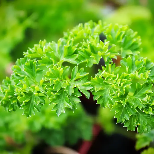 Sow the Magic Tarot Garden + Gift Seed Packet - Triple Curled Parsley