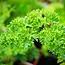 Sow the Magic Tarot Garden + Gift Seed Packet - Triple Curled Parsley