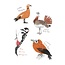 Field Guide to Dumb Birds Sticker Book
