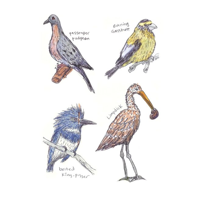 Field Guide to Dumb Birds Sticker Book