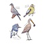 Field Guide to Dumb Birds Sticker Book