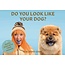 Do You Look Like Your Dog? A Memory Game