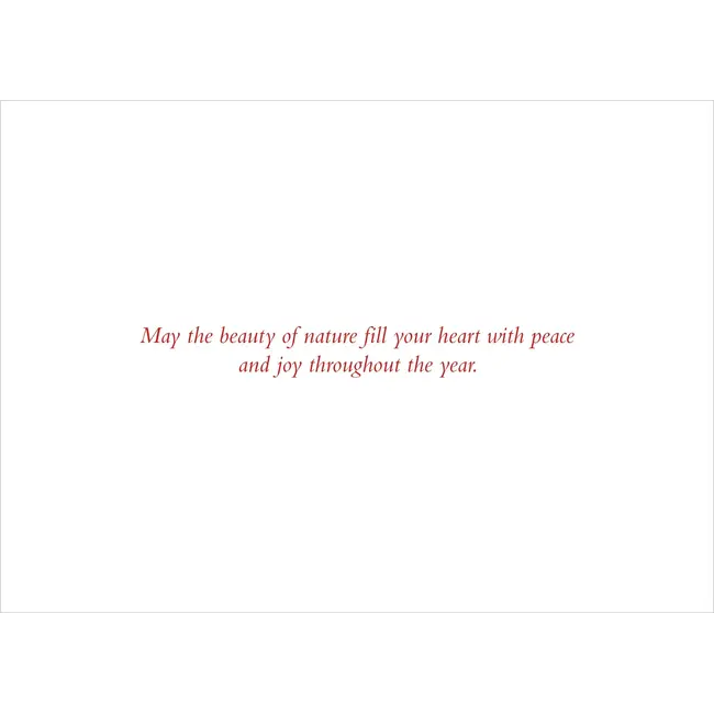 Winter Evergreens Deluxe Boxed Holiday Cards