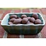 Zorro Pecans 8oz - Milk Chocolate