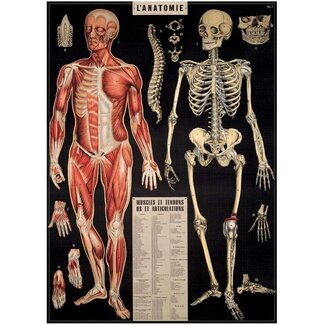 Cavallini Vintage Poster - L'Anatomie
