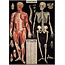 Cavallini Vintage Poster - L'Anatomie