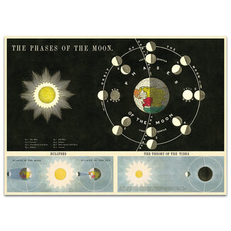 Vintage Poster - Phases of the Moon