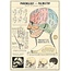 Cavallini Vintage Poster - Phrenology & Palmistry