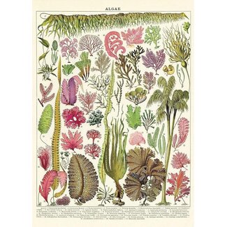 Cavallini Vintage Poster - Algae