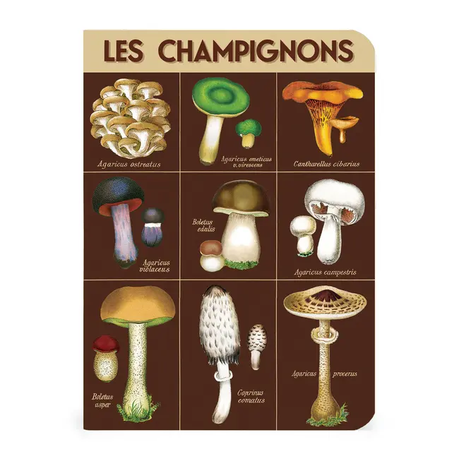 Mini Notebook Set/3 - Foraging