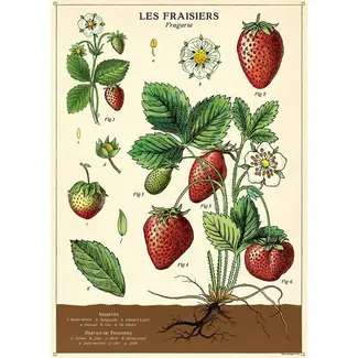 Cavallini Vintage Poster - Strawberries