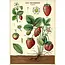 Cavallini Vintage Poster - Strawberries