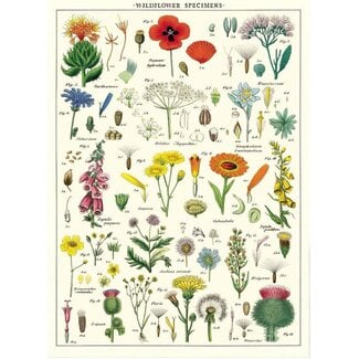 Cavallini Vintage Poster - Wildflowers