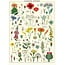 Cavallini Vintage Poster - Wildflowers