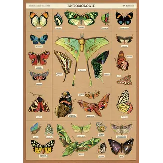 Cavallini Vintage Poster - Entomology