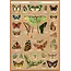 Cavallini Vintage Poster - Entomology