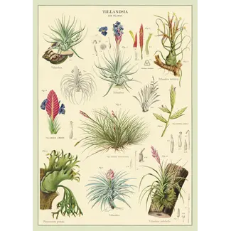 Vintage Poster Air Plants
