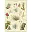 Cavallini Vintage Poster - Air Plants
