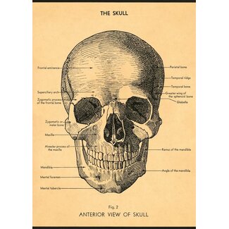 Vintage Poster The Skull