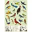 Cavallini Vintage Poster - Study of Birds