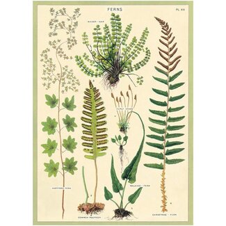 Cavallini Vintage Poster - Ferns