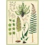Cavallini Vintage Poster - Ferns