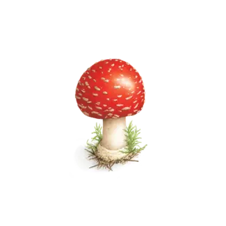 Tattly Temporary Tattoo Pair - Toadstool