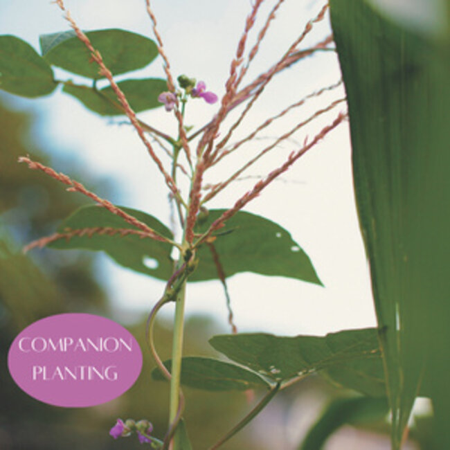 Homegrown Handgathered: The Complete Guide to Living Off Your Garden