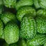 Sow the Magic Tarot Garden + Gift Seed Packet - Mexican Sour Gherkin Cucumber